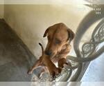 Small Labrador Retriever Mix