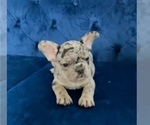 Small #20 French Bulldog