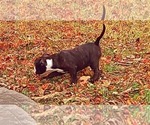 Small Photo #18 Olde English Bulldogge Puppy For Sale in KANSAS CITY, MO, USA