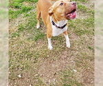 Small #2 Bullboxer Pit
