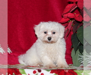 Maltichon Puppy for sale in RISING SUN, MD, USA
