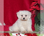 Small Photo #1 Maltichon Puppy For Sale in RISING SUN, MD, USA