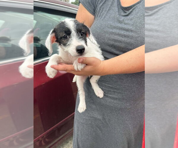Medium Photo #2 Poodle (Miniature)-Unknown Mix Puppy For Sale in Aurora, IN, USA