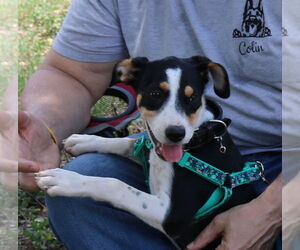 Ireland - Female Aussiedor Dog for Adoption - Photo #4
