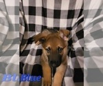 Small Photo #3 German Shepherd Dog Puppy For Sale in HARRISONVILLE, MO, USA