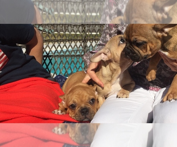Medium Photo #6 French Bulldog Puppy For Sale in MIDDLEBURG, FL, USA