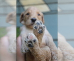 Small Photo #4 Goldendoodle Puppy For Sale in ANDREWS, NC, USA
