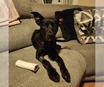 Small #12 German Shepherd Dog-Staffordshire Bull Terrier Mix