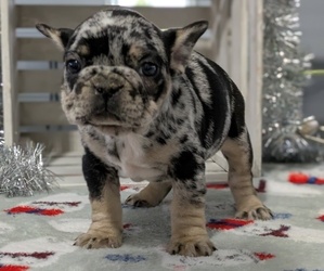 Medium French Bulldog