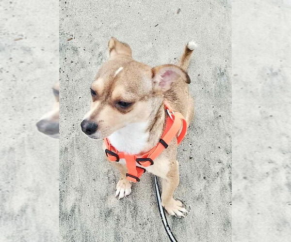 Medium Photo #4 Chihuahua Puppy For Sale in San Diego, CA, USA