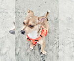 Small #3 Chihuahua