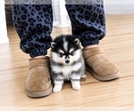 Small #4 Pomsky