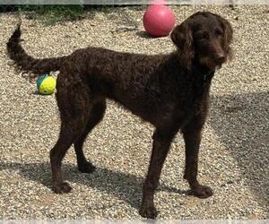 Labradoodle Dogs for adoption in Ames, IA, USA