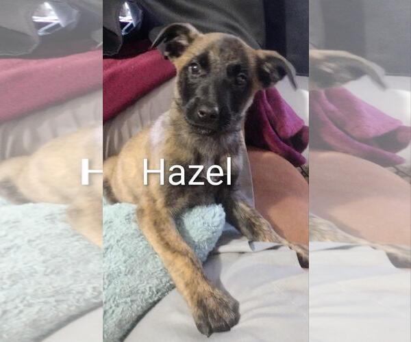 Medium Photo #2 German Shepherd Dog-Unknown Mix Puppy For Sale in Incline Village, NV, USA