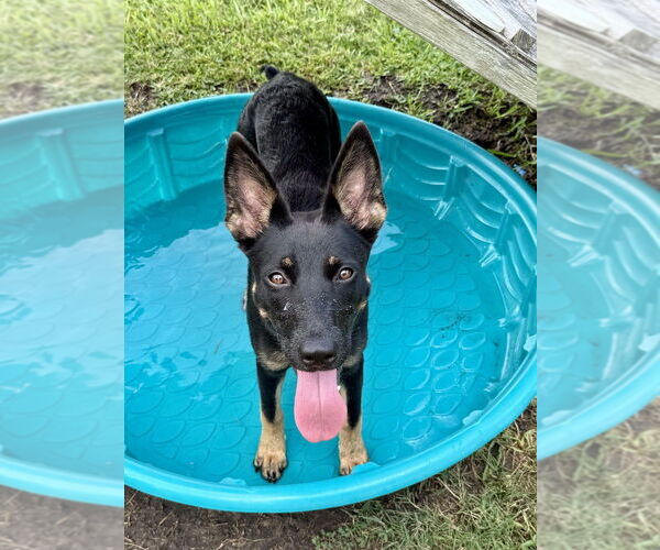 Medium Photo #2 German Shepherd Dog-Unknown Mix Puppy For Sale in San Leon, TX, USA