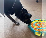 Small #19 American Pit Bull Terrier-German Shepherd Dog Mix