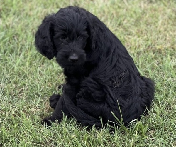 Medium Photo #5 Labradoodle Puppy For Sale in CEDAR HILL, TX, USA