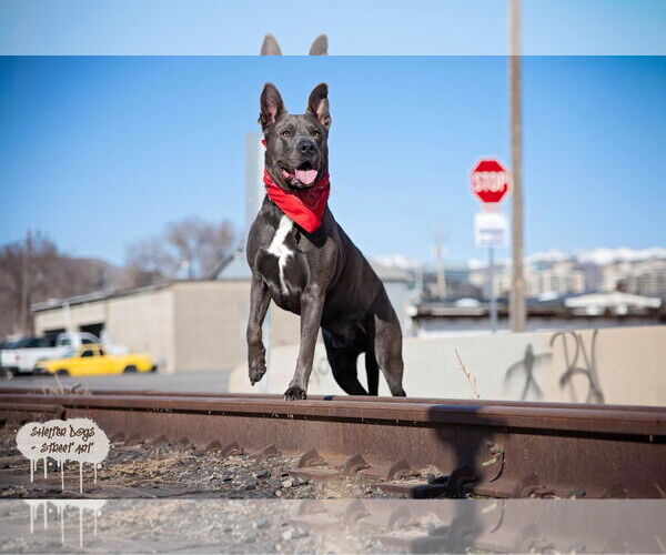 Medium Photo #8 Mutt Puppy For Sale in Sandy, UT, USA
