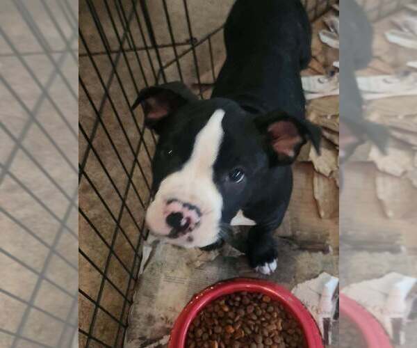 Medium Photo #1 Mutt Puppy For Sale in Candler, NC, USA