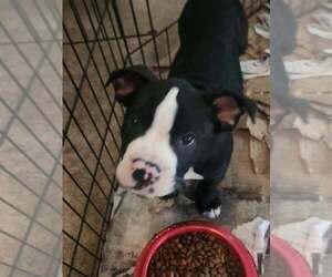 Mutt Dogs for adoption in Candler, NC, USA