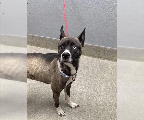 Medium Photo #1 German Shepherd Dog-Siberian Husky Mix Puppy For Sale in Las Vegas, NV, USA