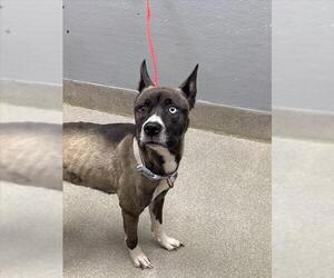 German Shepherd Dog-Siberian Husky Mix Dogs for adoption in Las Vegas, NV, USA