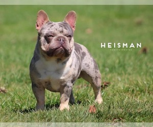Father of the French Bulldog puppies born on 01/22/2025