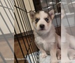 Small #6 Siberian Husky
