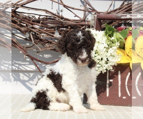 Medium Photo #2 Poodle (Standard) Puppy For Sale in SUGARCREEK, OH, USA
