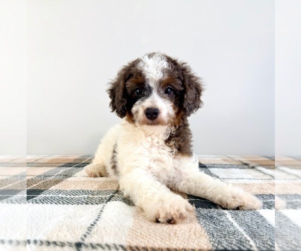 Medium Photo #2 Bernedoodle (Miniature) Puppy For Sale in GREENFIELD, IN, USA