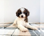 Small #1 Bernedoodle (Miniature)