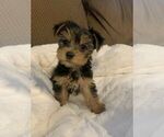 Small Photo #5 Yorkshire Terrier Puppy For Sale in LAYTON, UT, USA