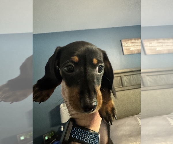 Medium Photo #1 Dachshund Puppy For Sale in HATBORO, PA, USA
