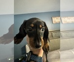 Puppy Puppy 2 Dachshund