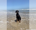 Small Photo #22 Doberman Pinscher Puppy For Sale in BEAUMONT, TX, USA