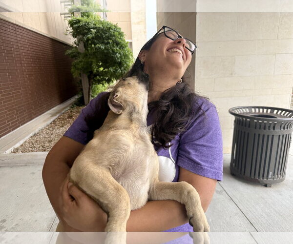 Medium Photo #3 Labrador Retriever-Unknown Mix Puppy For Sale in The Woodlands, TX, USA