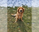 Small Photo #1 Golden Retriever Puppy For Sale in LITTLETON, CO, USA