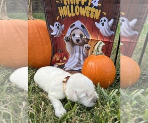 Golden Retriever Puppy for sale in NEOLA, WV, USA