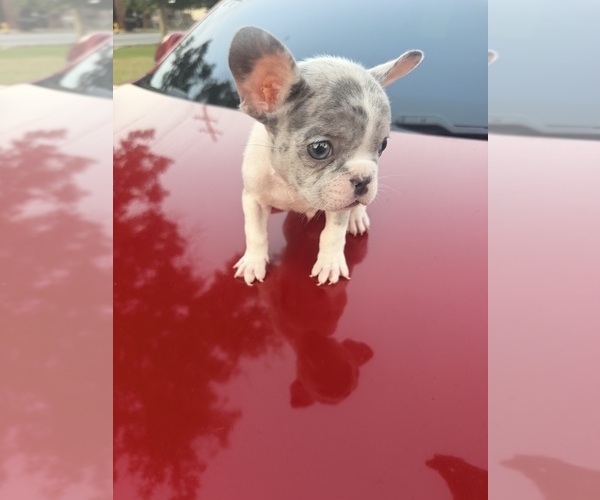 Medium Photo #5 French Bulldog Puppy For Sale in RADCLIFF, KY, USA