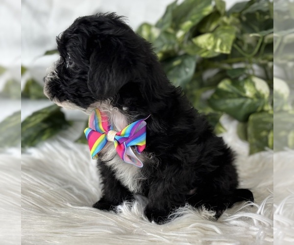 Medium Photo #15 Morkie Puppy For Sale in ROCK STREAM, NY, USA