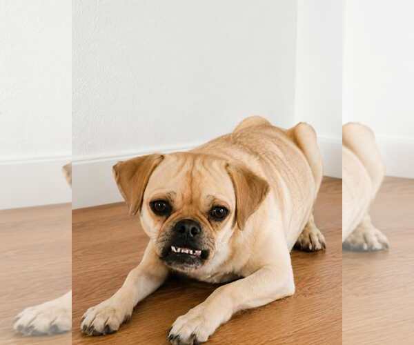 Medium Photo #1 Pug-Unknown Mix Puppy For Sale in Minneapolis, MN, USA