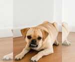 Lola Beth - Female Pug-Unknown Mix Dog for Adoption - Small photo