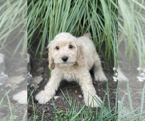 Cockapoo Puppy for sale in CANOGA, NY, USA