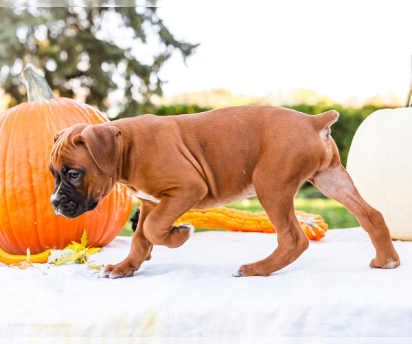Medium Photo #4 Boxer Puppy For Sale in WAKARUSA, IN, USA