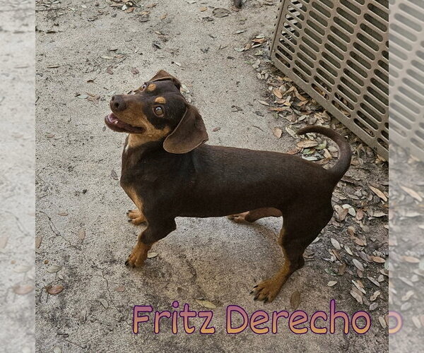 Medium Photo #9 Dachshund Puppy For Sale in San Antonio, TX, USA