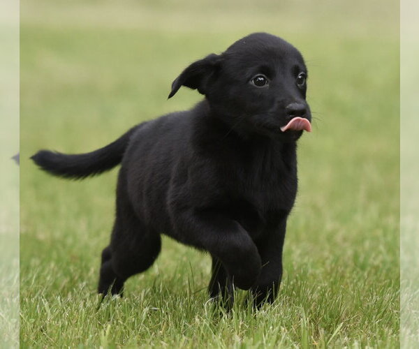 Medium Photo #5 Borador Puppy For Sale in Mechanicsburg, PA, USA