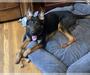German Shepherd Dog-Unknown Mix Dogs for adoption in Springdale, PA, USA