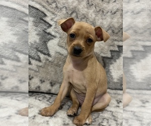Miniature Pinscher Puppy for Sale in NEWPORT NEWS, Virginia USA