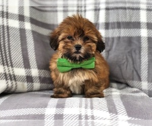 Shih Tzu-Shorkie Tzu Mix Puppy for sale in LAKELAND, FL, USA