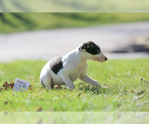 Medium Photo #2 Whippet Puppy For Sale in JANESVILLE, WI, USA